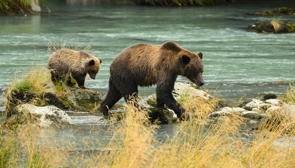 Où découvrir les meilleurs sentiers de randonnée pour observer les ours bruns en Alaska?