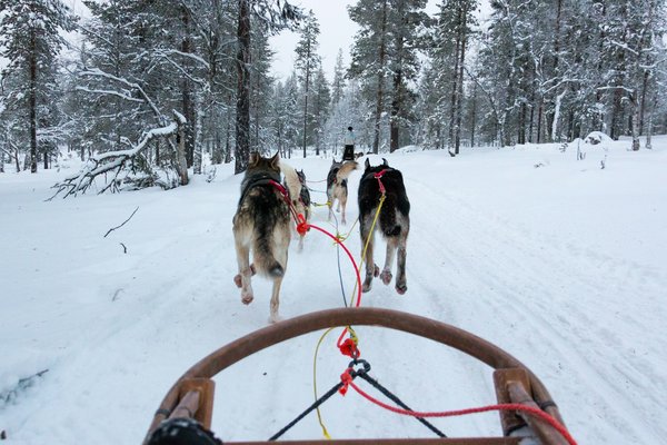 Comment participer à une course de traîneaux à chiens en Laponie finlandaise?