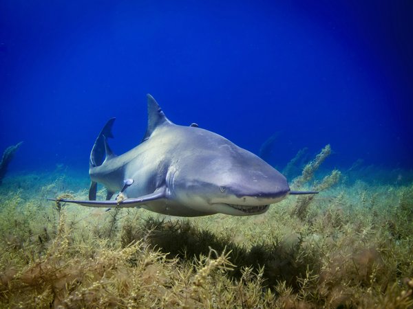 Quels sont les meilleurs spots pour la plongée avec les requins-marteaux aux Galápagos ?